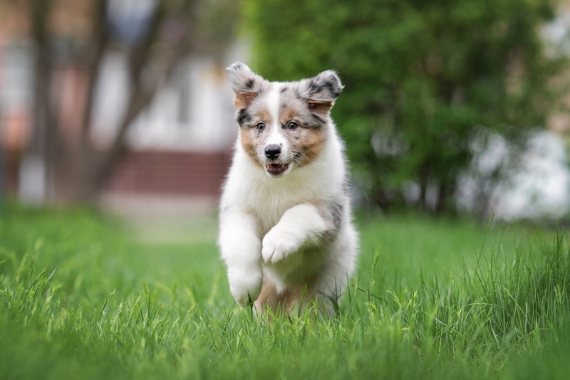 Собака с пятнами аусси