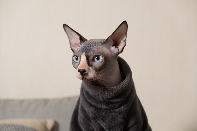 Какое имя для котенка-мальчика породы сфинкс подобрать?