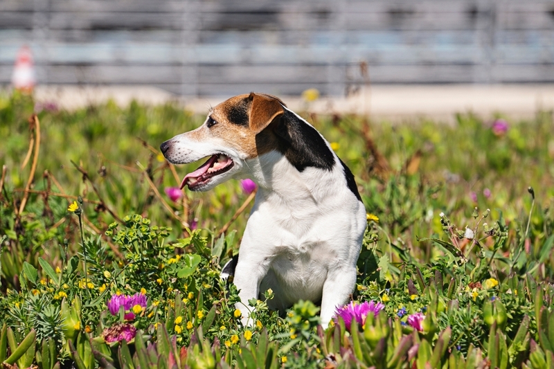 У джек-рассел-терьера может наблюдаться нарушение графика течки