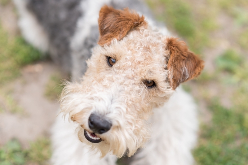 По уровню активности можно определить срок жизни фокстерьера