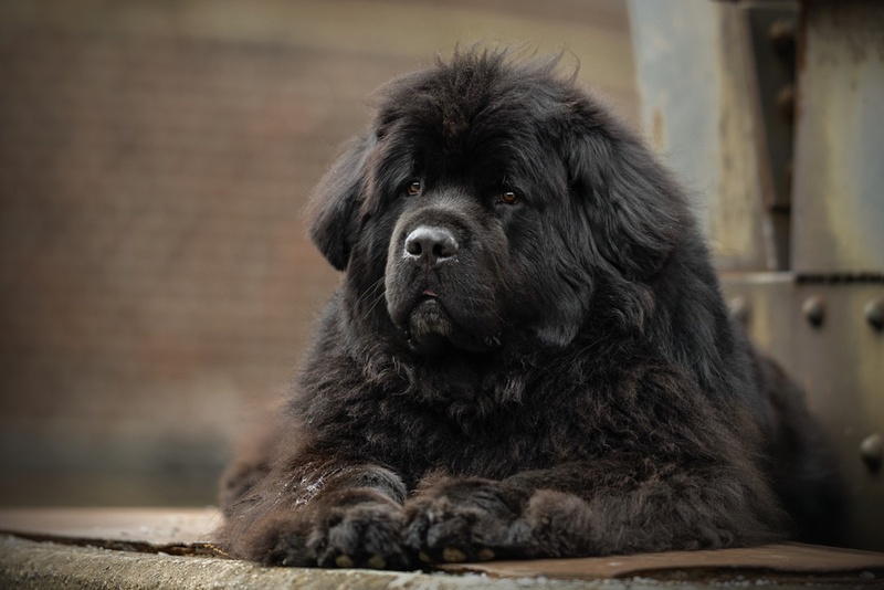 Возраст влияет на то, сколько весит ньюфаундленд