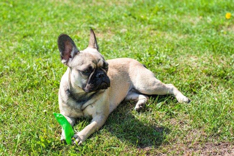 Как владельцу назвать мальчика французского бульдога?