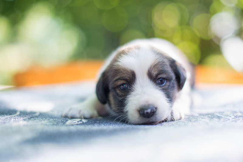 У молодых собак хейлетиоз обнаруживают чаще