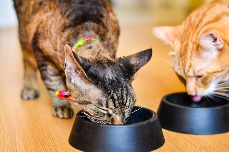 Какие крупы можно давать кошкам, а какие не стоит?