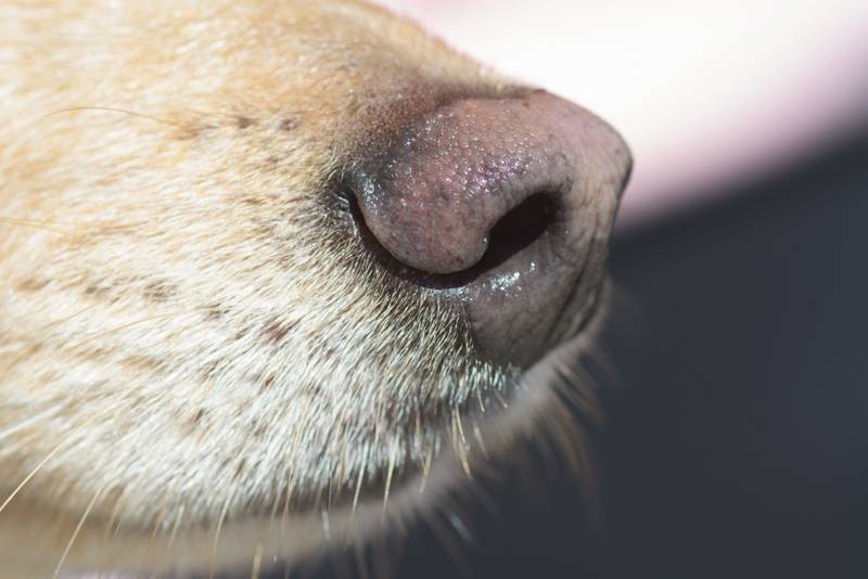 Зачем собакам усы, или вибриссы, можно ли стричь и отрастают ли они?