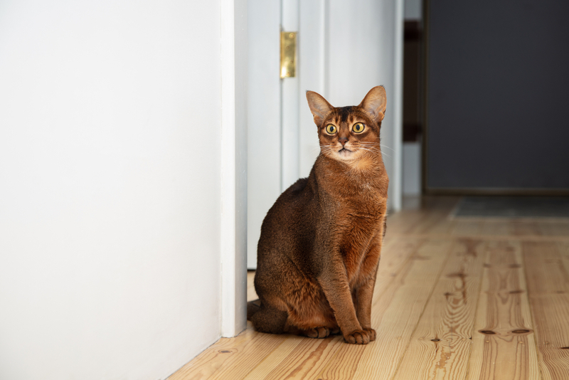 Важно знать, сколько живет абиссинская кошка в норме