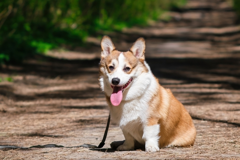 Течка может закончиться беременностью