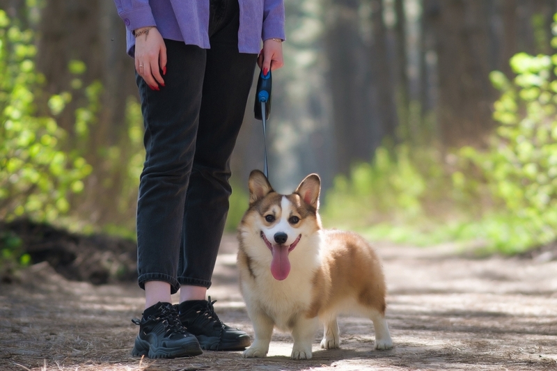 Течка у корги проходит обычно дважды в год