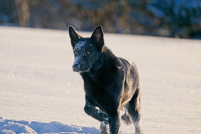 Первая течка у немецкой овчарки происходит примерно в 6-12 месяцев