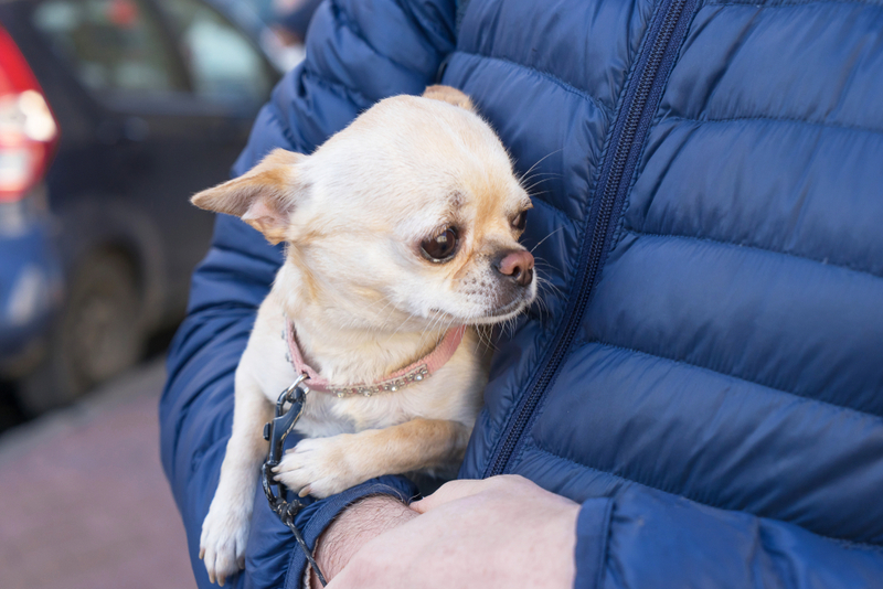 Заболевания могут сделать чихуахуа агрессивными