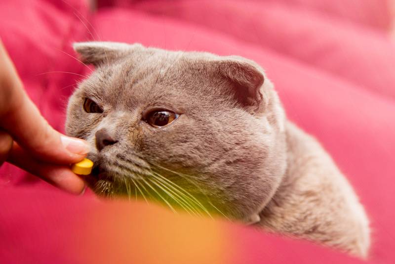Чумка у кошки (панлейкопения): симптомы и лечение