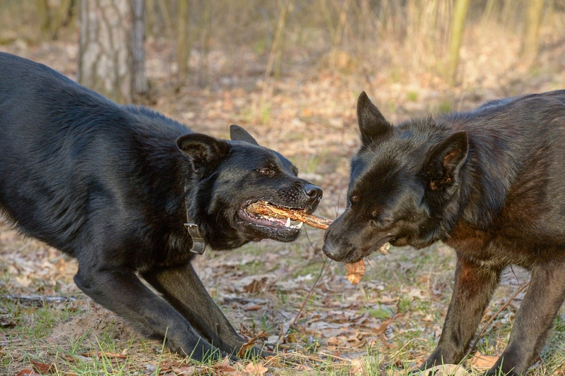 Черной овчарке нужны прогулки и игры