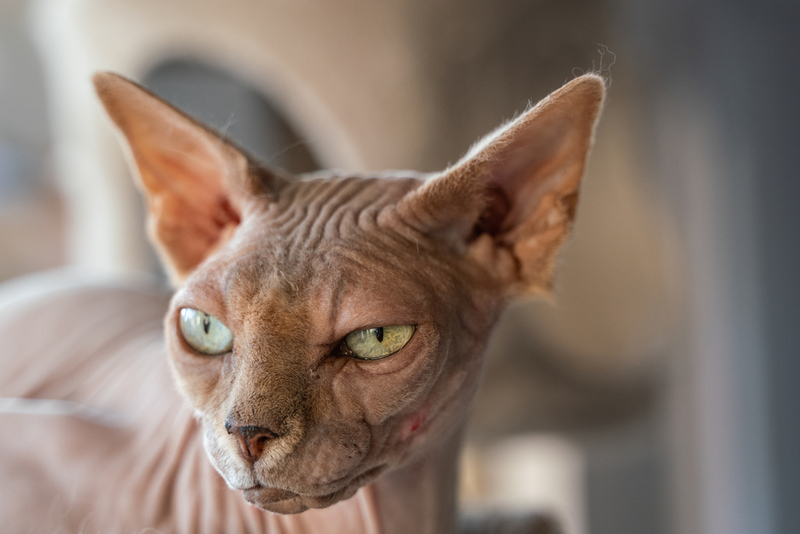 Сфинкс – кошка с большими глазами