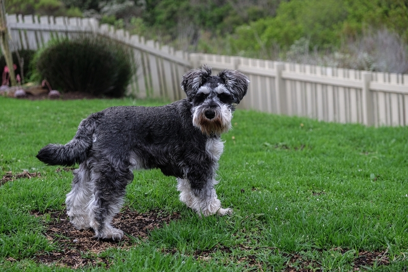 Для диагностики болезни у цвергшнауцера применяются различные анализы