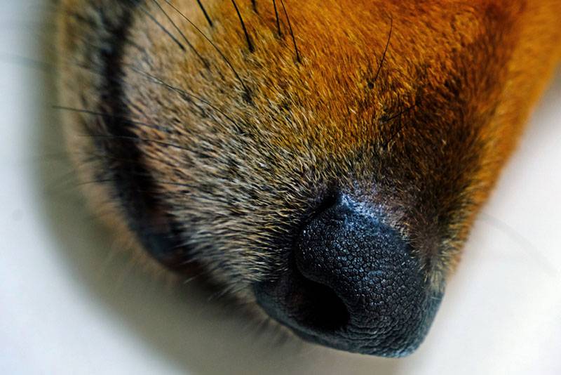 Сухой и теплый нос у собаки или щенка: 8 причин почему и что делать?