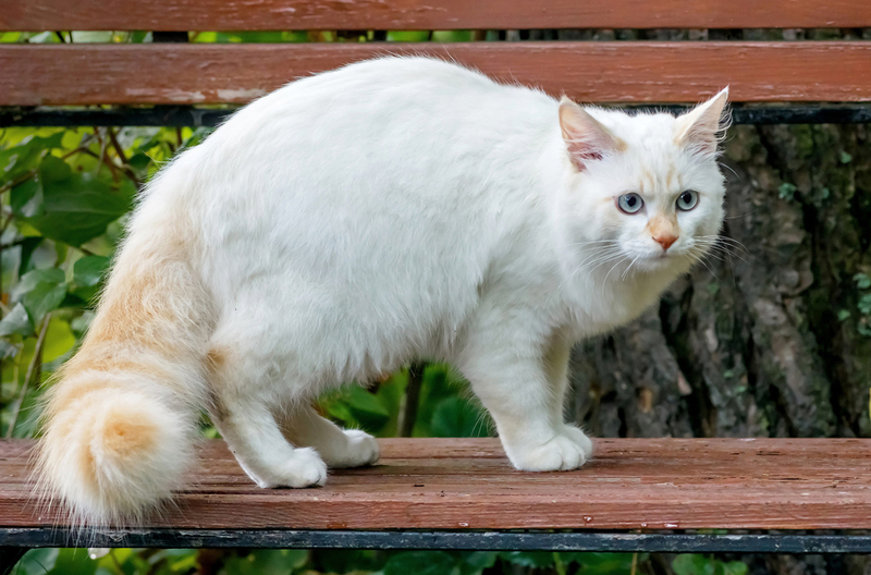 Турецкий ван – голубоглазая порода кошек