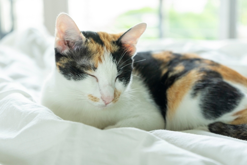 Заболевания печени у кошки могут проявляться потерей веса