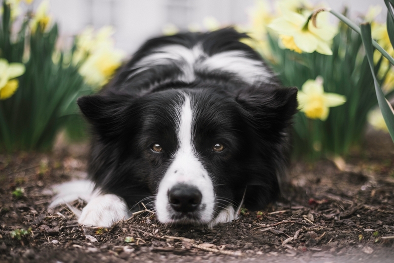 Не все болезни бордер-колли поддаются лечению
