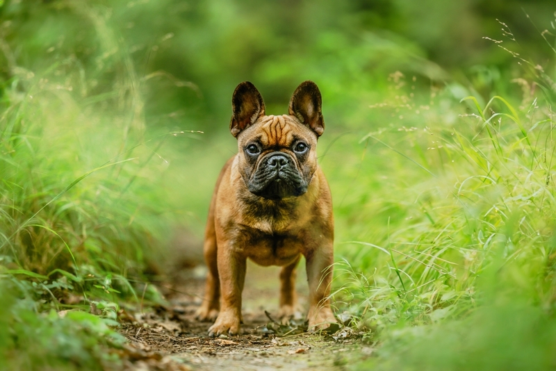 Вязка французских бульдогов должна проходить по достижении ими зрелости