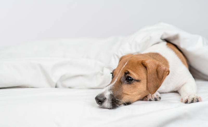 Собака скулит – почему это происходит: ночью, после еды, без причины и что  делать?