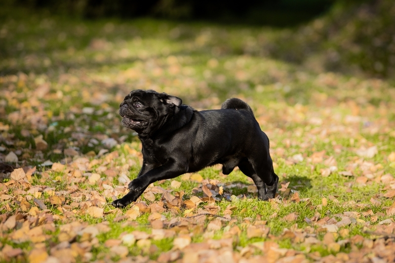 Черный мопс бежит