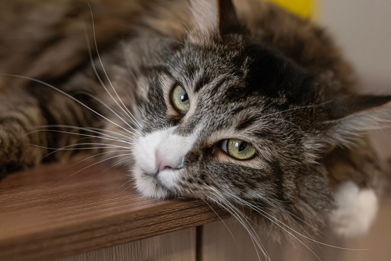 Сколько живут мейн-куны?