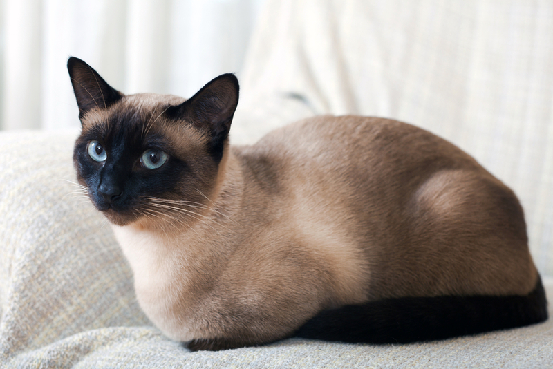 Питание влияет на вес тайской кошки