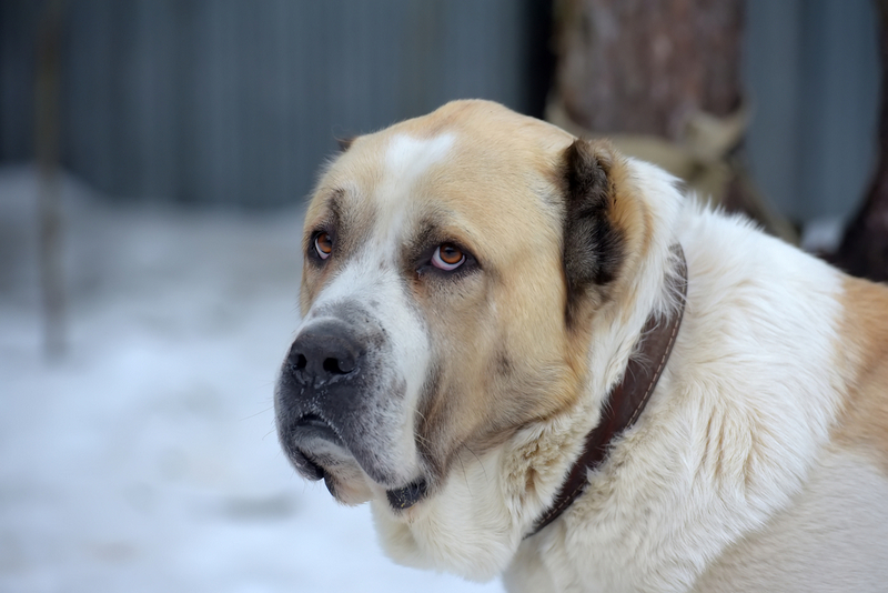 Во время беременности алабаю проводят УЗИ