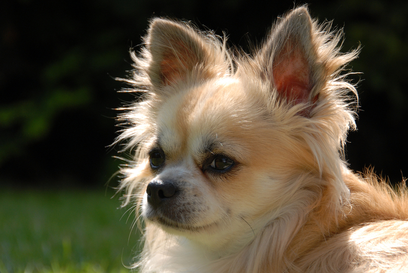 После вязки чихуахуа нуждается в особом уходе