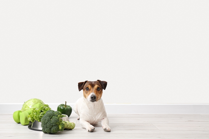 Может ли собака отравиться капустой?