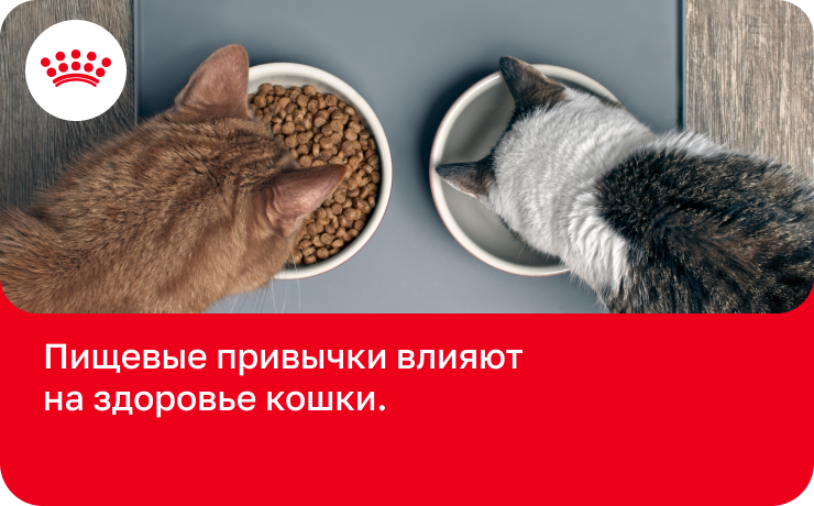 Вокализация кота