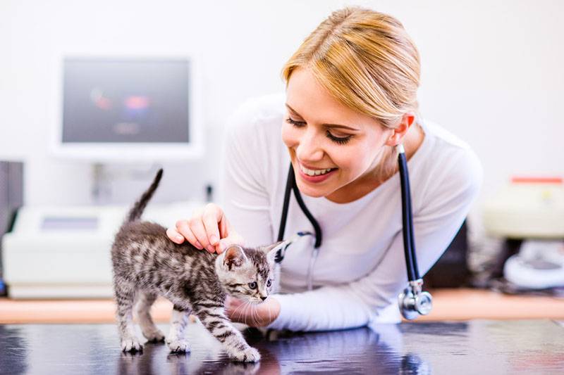 Гепатит у кошек: симптомы, лечение и профилактика