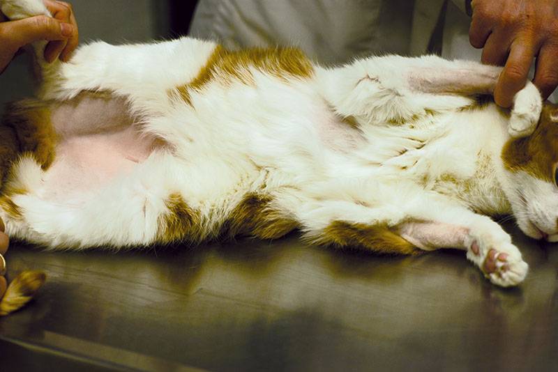 Кошка лысеет: почему и что делать, лечение и причины облысения живота,  задних лап