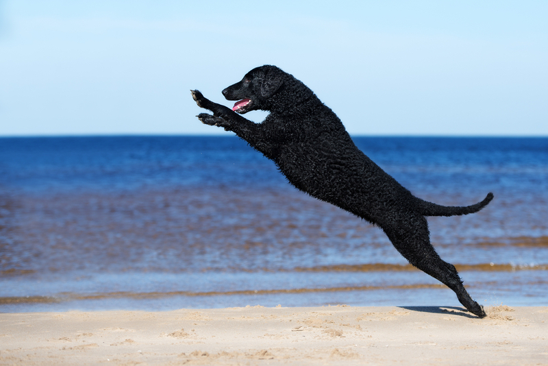 Собака курчавошерстный ретривер