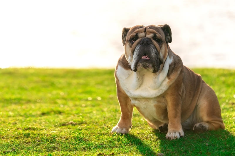 Вес и высота английского бульдога увеличиваются до определенного возраста