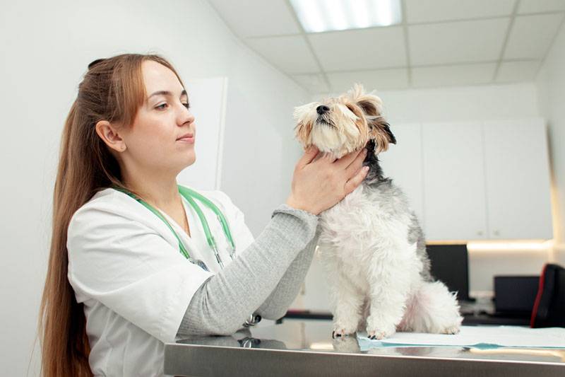 Ложная беременность у собак: симптомы и лечение мнимой щенности