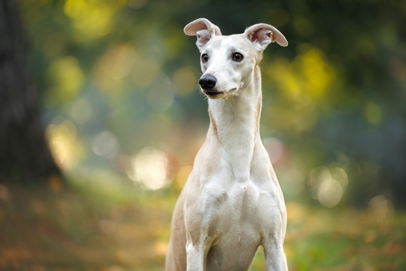 Гигиена влияет на срок жизни уиппета