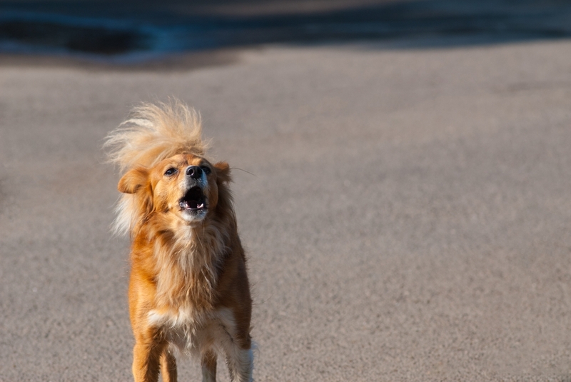 Лает ли собака без причины?