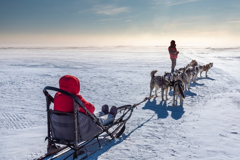 Ожидаемая продолжительность жизни аляскинского маламута – примерно 16 лет
