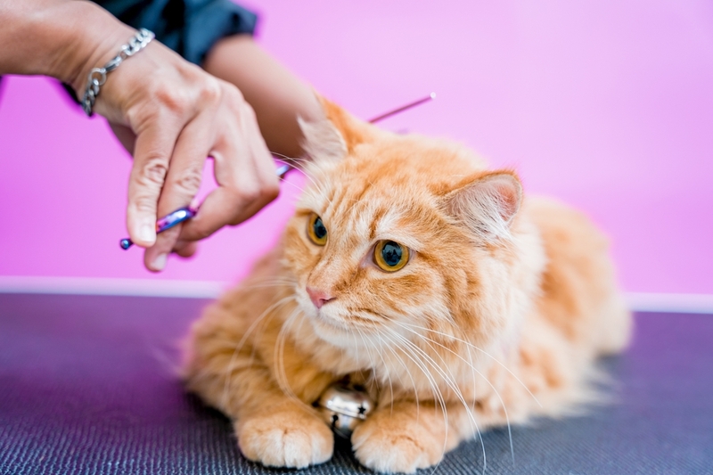 Что делать, если кошку подстригли, и шерсть не отрастает?