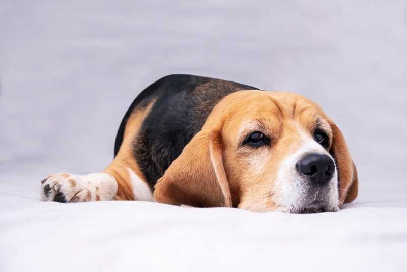 Эрлихиоз у собак может быть хроническим