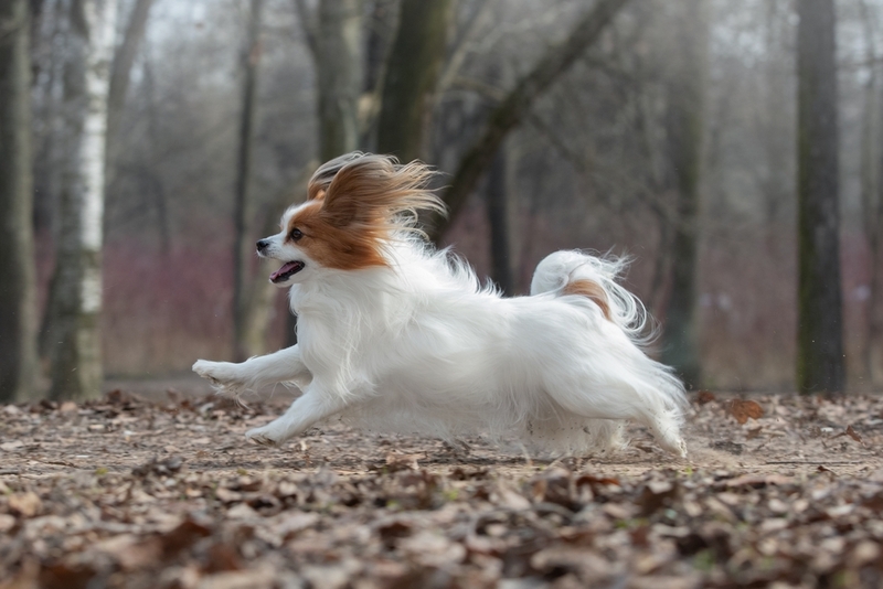 Гигиена влияет на то, сколько проживет папильон