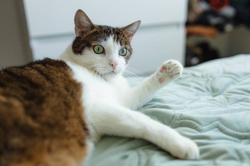 Когда кошка замерзла зимой на улице, ей нужно обеспечить тепло