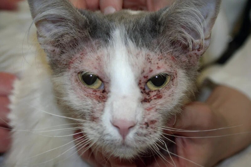 Атопический дерматит у кота на морде