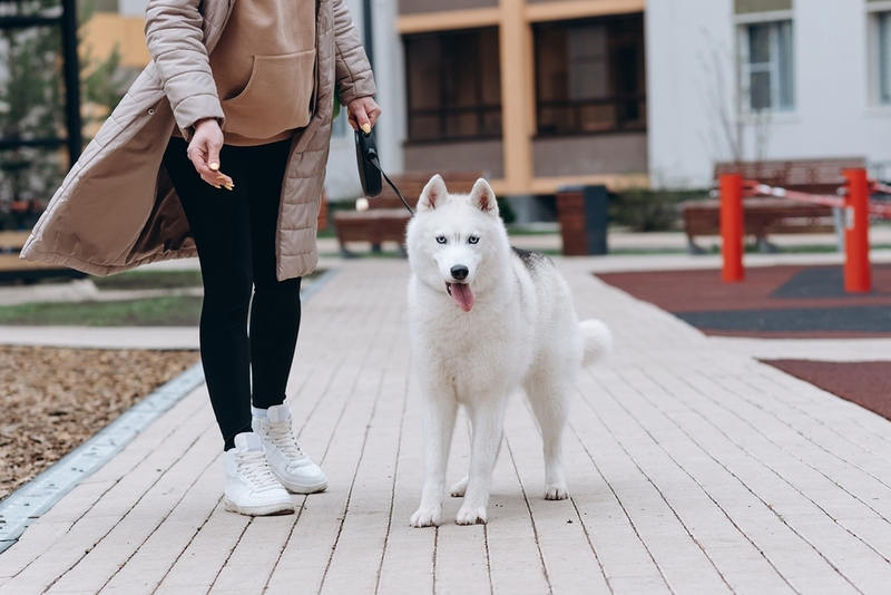 Окрас белого хаски связан с генами