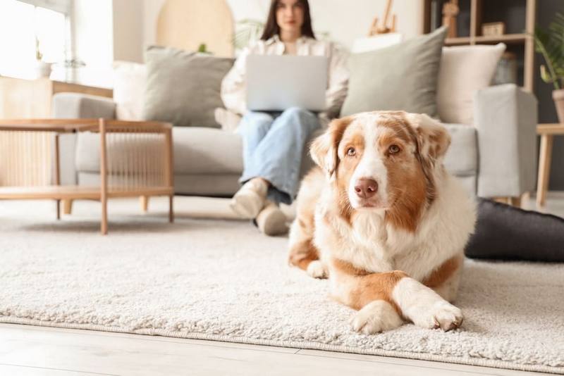 Сколько весит аусси в норме?