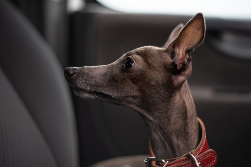 Срок жизни левретки и человека можно сравнить