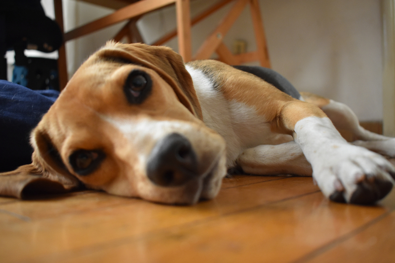 Болезнь Ауески у собак проявляется трудностью при ходьбе