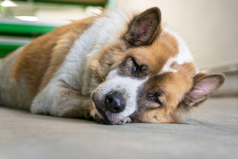 Грибок возникает из-за вдыхания собакой спор