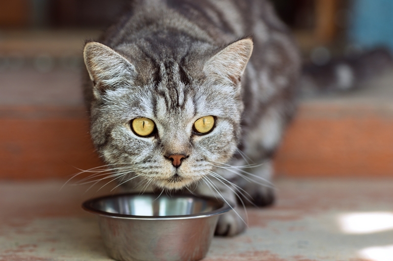 Чтобы кошка похудела, ей нужна диета